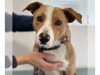 Border Collie Mix DOG FOR ADOPTION RGADN-1262739 - Rascal - (Medical) - Shepherd