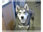 Mix DOG FOR ADOPTION RGADN-1262747 - *ZEPHYR BREEZE - Husky (medium coat) Dog