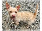 Poodle (Miniature) Mix DOG FOR ADOPTION RGADN-1262755 - PALOMA - Terrier /