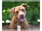 American Pit Bull Terrier Mix DOG FOR ADOPTION RGADN-1262762 - BOBO - American