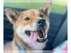 Shiba Inu DOG FOR ADOPTION RGADN-1262779 - Flynn - Shiba Inu (medium coat) Dog