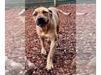 Mastador DOG FOR ADOPTION RGADN-1262783 - Merle - Labrador Retriever / Mastiff /