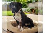 American Pit Bull Terrier DOG FOR ADOPTION RGADN-1262789 - STEELE - Pit Bull