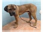 Mastiff DOG FOR ADOPTION RGADN-1262792 - JULIUS - Mastiff (medium coat) Dog For