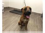 Labrador Retriever DOG FOR ADOPTION RGADN-1262798 - A514899 - Labrador Retriever
