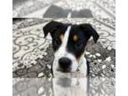 Bernese Mountain Dog Mix DOG FOR ADOPTION RGADN-1262815 - Bear - Bernese