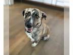 Plott Hound Mix DOG FOR ADOPTION RGADN-1262819 - Hannah - Terrier / Plott Hound