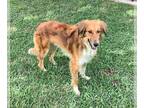 Collie Mix DOG FOR ADOPTION RGADN-1262827 - Oliver - Collie / Terrier / Mixed