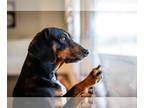 Dachshund Mix DOG FOR ADOPTION RGADN-1262857 - Macie - Dachshund / Mixed Dog For