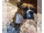 Boxer DOG FOR ADOPTION RGADN-1262859 - Parker II - Boxer Dog For Adoption
