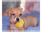 Dachshund DOG FOR ADOPTION RGADN-1262861 - Lorelei (Annie's Puppies) - Dachshund
