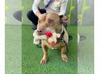 American Pit Bull Terrier-Pembroke Welsh Corgi Mix DOG FOR ADOPTION