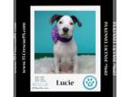 American Pit Bull Terrier DOG FOR ADOPTION RGADN-1262883 - Lucie (House Hippos)