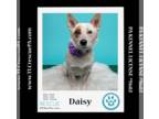 Pembroke Welsh Corgi Mix DOG FOR ADOPTION RGADN-1262890 - Daisy (Mom to Daisy's