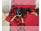 Shepweiller DOG FOR ADOPTION RGADN-1262905 - Mango - Rottweiler / German