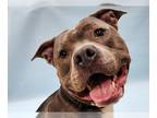Bullboxer Pit DOG FOR ADOPTION RGADN-1262907 - Bo - American Pit Bull Terrier /