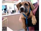 Beagle DOG FOR ADOPTION RGADN-1262912 - A760536 - Beagle (medium coat) Dog For