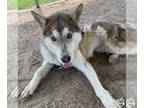 Alaskan Malamute-Huskies Mix DOG FOR ADOPTION RGADN-1262928 - Alaska - Husky /