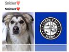 German Shepherd Dog-Siberian Husky Mix DOG FOR ADOPTION RGADN-1262943 - SNICKER