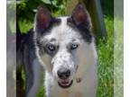 Huskies Mix DOG FOR ADOPTION RGADN-1262944 - Freya - Husky / Mixed (short coat)