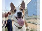 Jack Russell Terrier DOG FOR ADOPTION RGADN-1262946 - Duke - Jack Russell