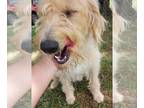 Labradoodle DOG FOR ADOPTION RGADN-1262952 - Skye - Labrador Retriever / Poodle