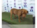 Labrador Retriever DOG FOR ADOPTION RGADN-1262978 - *CHARLIE BROWN - Labrador