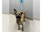 Boxer-German Shepherd Dog Mix DOG FOR ADOPTION RGADN-1262987 - BABY - Boxer /