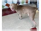American Pit Bull Terrier DOG FOR ADOPTION RGADN-1263000 - XANDER - Pit Bull