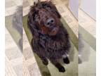 Labradoodle DOG FOR ADOPTION RGADN-1263023 - Silk - Poodle (Standard) / Labrador