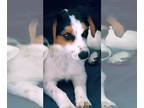Chilier DOG FOR ADOPTION RGADN-1263026 - Tammy a Cavalier KC spaniel and