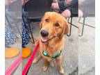 Golden Retriever DOG FOR ADOPTION RGADN-1263027 - Benny - Golden Retriever (long