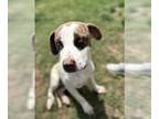 Labrador Retriever DOG FOR ADOPTION RGADN-1263030 - Hudson - 9 Months