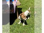 Beagle Mix DOG FOR ADOPTION RGADN-1263033 - NYSSA a Jack-Russell Beagle mix