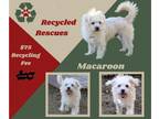 Lhasa-Poo DOG FOR ADOPTION RGADN-1263038 - Macaroon (Recycle) - Lhasa Apso /