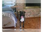 American Staffordshire Terrier Mix DOG FOR ADOPTION RGADN-1263039 - RAVEN -