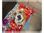 American Pit Bull Terrier DOG FOR ADOPTION RGADN-1263043 - BLUE - Pit Bull