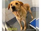 Golden Labrador DOG FOR ADOPTION RGADN-1263051 - SONNY - Golden Retriever /