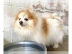 Pomeranian DOG FOR ADOPTION RGADN-1263078 - NEEDS RESCUE: CHUCKY - Pomeranian