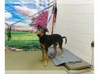 Doberman Pinscher Mix DOG FOR ADOPTION RGADN-1263115 - A534700 - Doberman