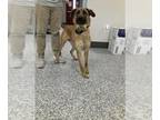 German Shepherd Dog Mix DOG FOR ADOPTION RGADN-1263131 - MAYA - German Shepherd