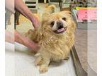 Pekingese DOG FOR ADOPTION RGADN-1263143 - Hobbes (NOT YET AVAILABLE) -