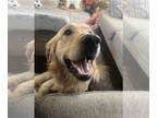 Golden Retriever Mix DOG FOR ADOPTION RGADN-1263153 - Bodhi - Golden Retriever /