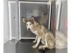 Mix DOG FOR ADOPTION RGADN-1263165 - *NOLA - Husky (medium coat) Dog For