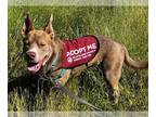 American Pit Bull Terrier Mix DOG FOR ADOPTION RGADN-1263173 - BOHDI - Pit Bull
