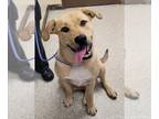 Shepradors DOG FOR ADOPTION RGADN-1263188 - FLORENCE - Labrador Retriever /