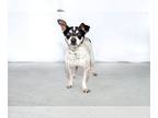 Rat Terrier DOG FOR ADOPTION RGADN-1263191 - EARL - Rat Terrier (short coat) Dog