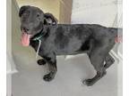 Labrador Retriever Mix DOG FOR ADOPTION RGADN-1263206 - *PIPER - Labrador