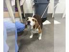 Bagle Hound DOG FOR ADOPTION RGADN-1263212 - SUMMER - Beagle / Basset Hound /