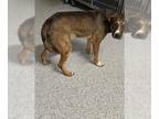 German Shepherd Dog-Siberian Husky Mix DOG FOR ADOPTION RGADN-1263217 -